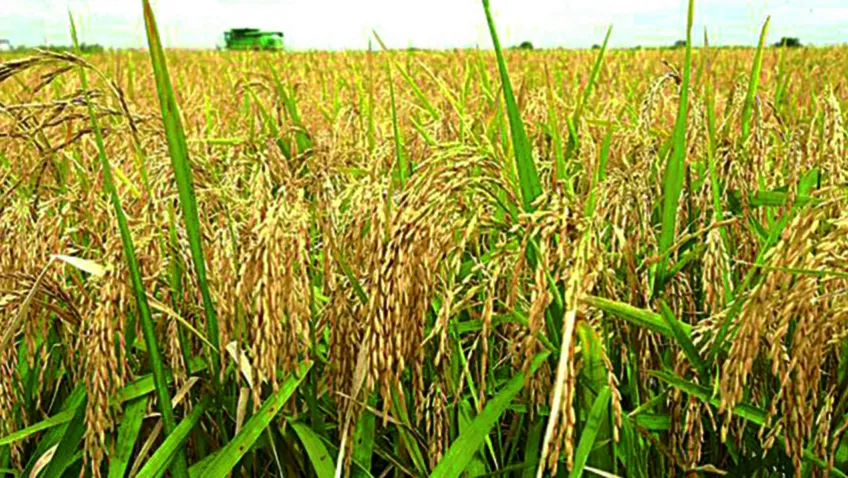 A rice farm
<br>
Image Credit: The Guardian